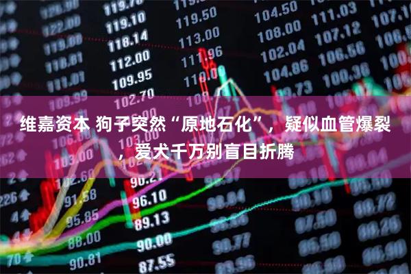 维嘉资本 狗子突然“原地石化”，疑似血管爆裂，爱犬千万别盲目折腾